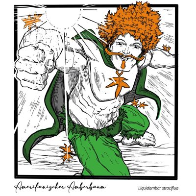 Klimabaumarten - Amberbaum